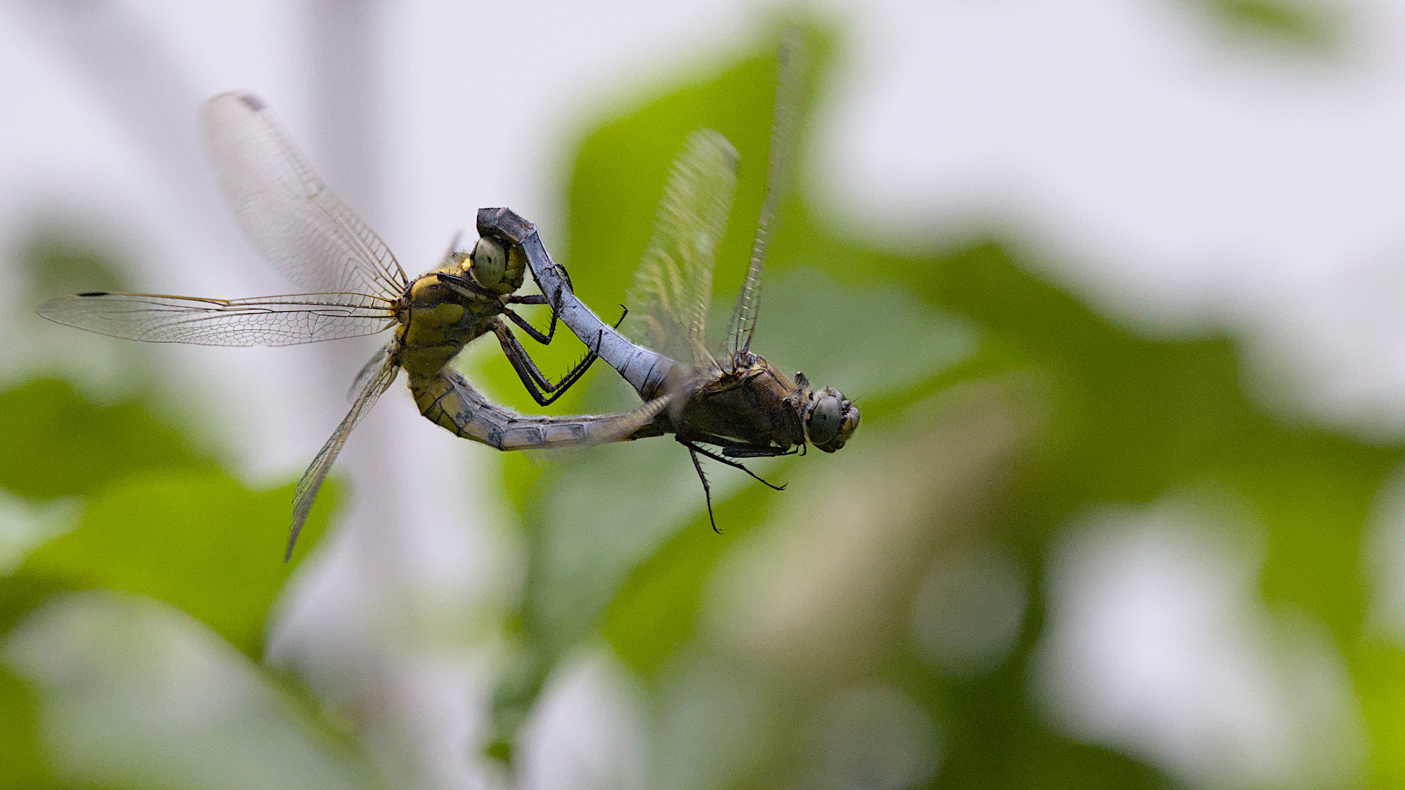 Große Blaupfeile beim Kopulieren (Libellenrad) im Flug
